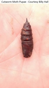 billy hall cutworm moth pupae             